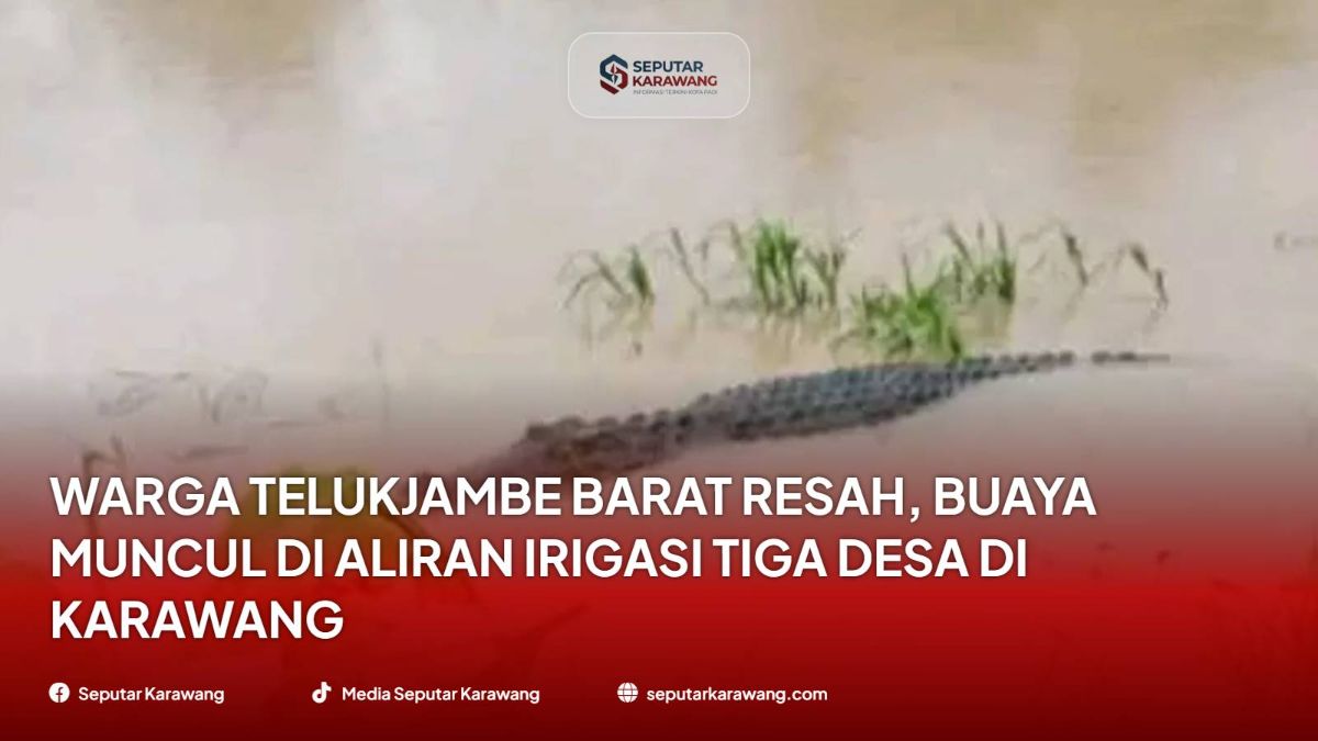 Warga Telukjambe Barat Resah, Buaya Muncul di Aliran Irigasi Tiga Desa di Karawang