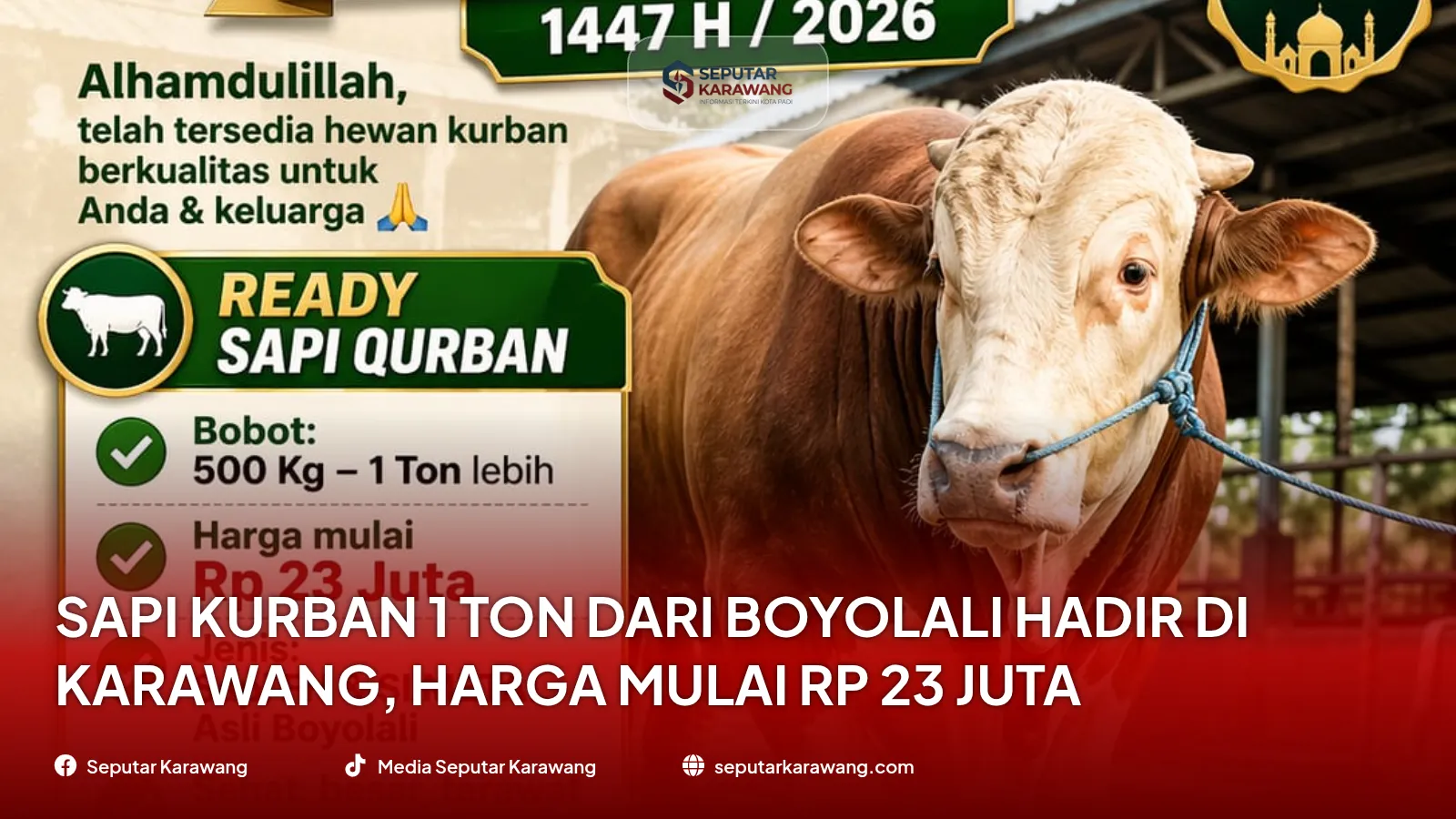 Sapi Kurban 1 Ton dari Boyolali Hadir di Karawang, Harga Mulai Rp 23 Juta