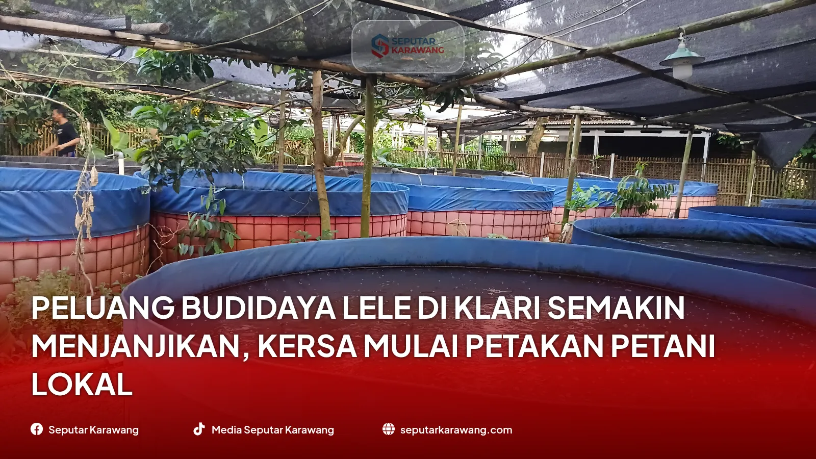 Peluang Budidaya Lele di Klari Semakin Menjanjikan, KERSA Mulai Petakan Petani Lokal - Foto 2