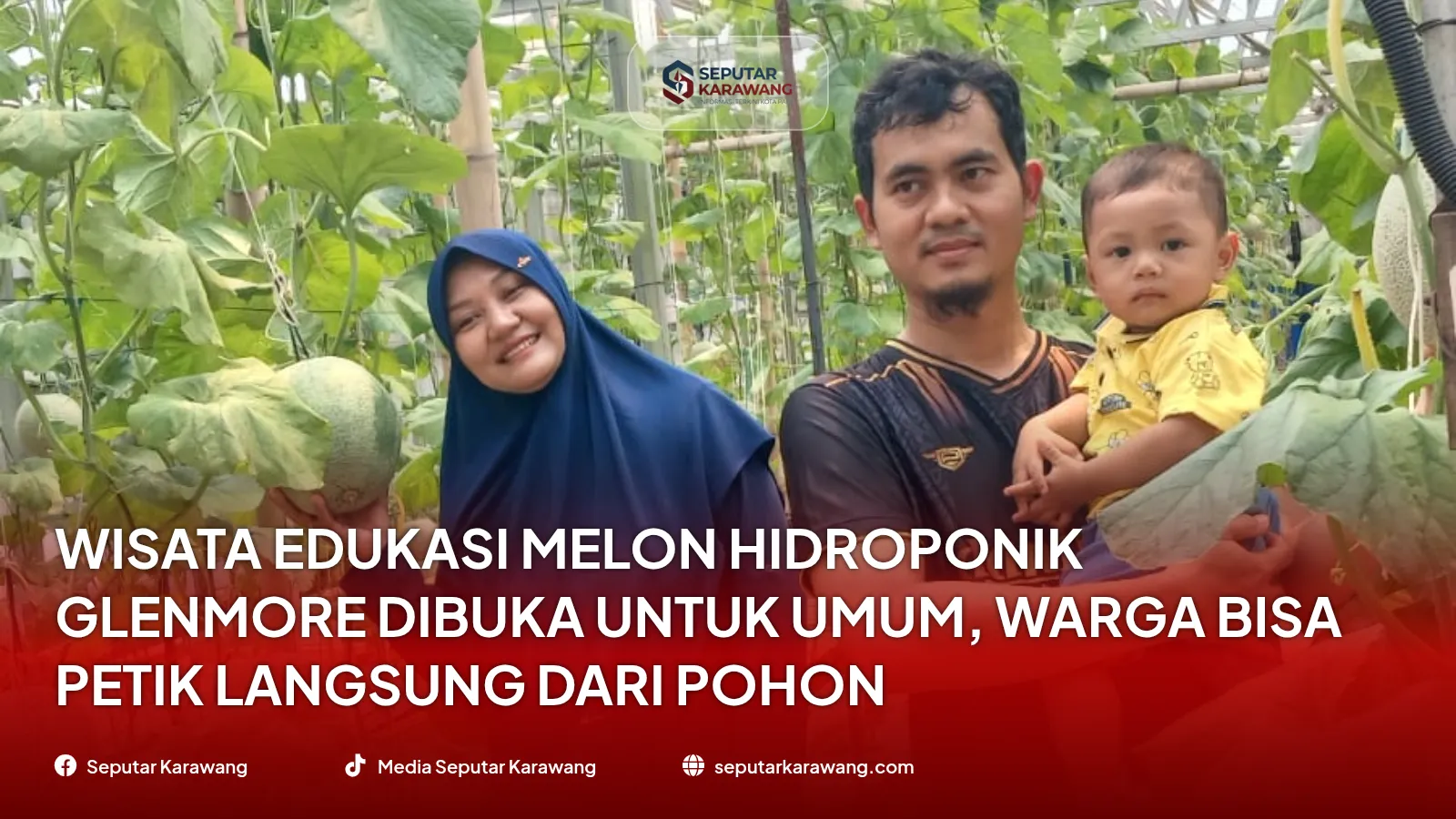Wisata Edukasi Melon Hidroponik Glenmore Dibuka untuk Umum, Warga Bisa Petik Langsung dari Pohon